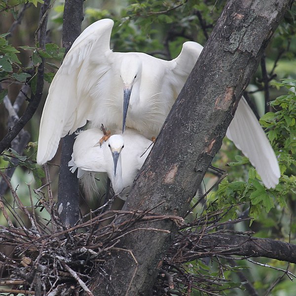 File:Egretta garzetta (mating s4).jpg