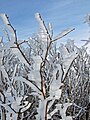 Schneestruktur, wo vom Wind bildet worde isch, an de Zwiig vom ene Busch