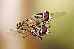 #3: Hoverflies mating in midair. Fir0002 (GFDL)