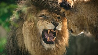 Lion (Panthera leo)