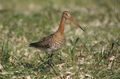 Limosa limosa