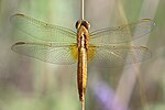 Crocothemis erythraea – Weibchen