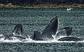 Humpback whale