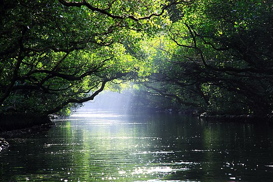 Sicao Mangrove Green Tunnel By Yhow41