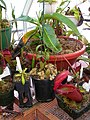 Cultivare de Nepenthes rajah și alte specii