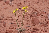 Erysimum repandum (Uitgespreide steenraket)