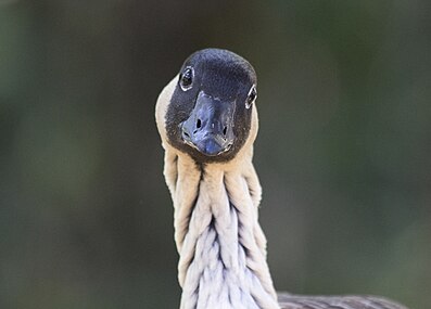 gâscă hawaiană (Branta sandvicensis)