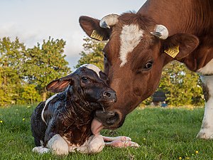 #12: New born calf of a Frisian red white cow. – Attribution: Uberprutser (License: CC BY-SA 3.0)