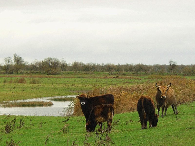 File:Oostvaardersplassen4.jpg