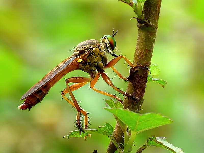 File:Asilidae by kadavoor.jpg