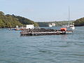 Carrick Roads near Trelissick