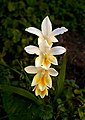 108 Freesia February 2013-1.jpg/2 uploaded by Alvesgaspar, nominated by Alvesgaspar,  11,  0,  0