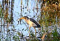 Little bittern in the Aldomirovtsi Marsh, Bulgaria