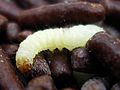 Larva