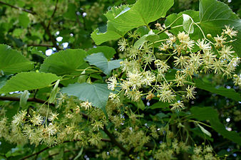 Flores de Tilia insularis.