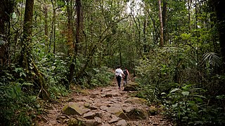 Trekking Path Taman Nasional Gunung Gede Pangrango.jpg