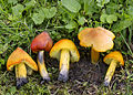 Hygrocybe conica