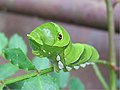 ナミアゲハの終齢幼虫