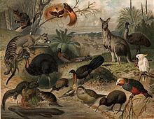 Australisk fauna, Nordisk familjebok.jpg