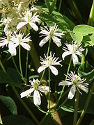 Clematis recta