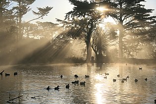 Crepuscular rays in Golden Gate Park, San Francisco