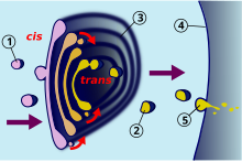 Dictiosome.svg