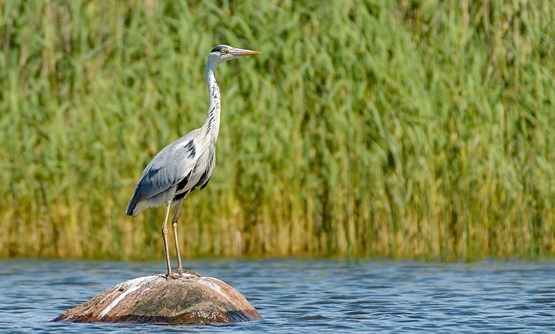 File:Hallhaigur - Grey Heron.jpg