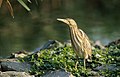 An immature little bittern, in the open, but still near the water