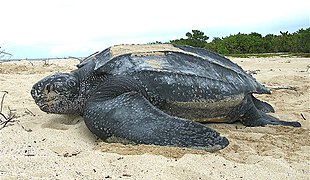 Dermochelys coriacea (Dermochelyidae)