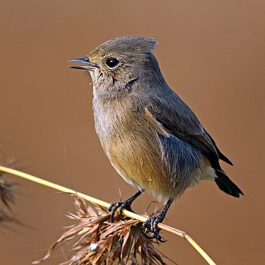 Pied bushchat (Saxicola caprata bicolor)