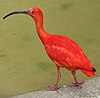 Scarlet Ibis