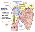 Human shoulder joint, front view