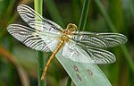 Sympetrum meridionale – Weibchen