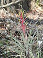 Tillandsia fasciculata