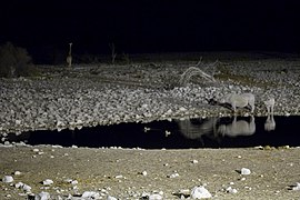 White rhinos at Okaukuejo waterhole at night (3687260675).jpg