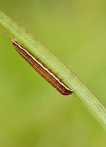 Lithomoia solidaginis (Golden-rod Brindle), caterpillar