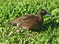 Auckland Islands teal