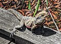 Australian water dragon