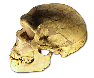 Crâne d'Homo neanderthalensis, La Ferrassie.