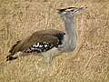 Ngorongoro, Tanzania