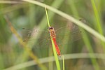 Sympetrum depressiusculum – Oberseite