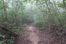 Trilha da Coruja com neblina, Chapada do Araripe.jpg