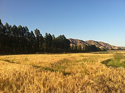 焦家荘郷付近の田園風景