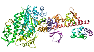 Myosin V.png