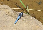 Orthetrum brunneum – Männchen