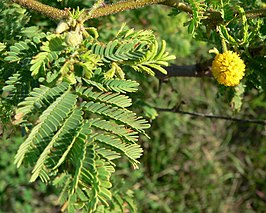 Vachellia tortuosa