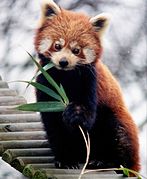 Ailurus fulgens ~ Kodarol (Ailuridae)