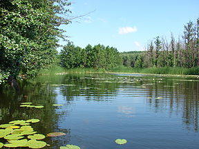 Bitiugas vasarą