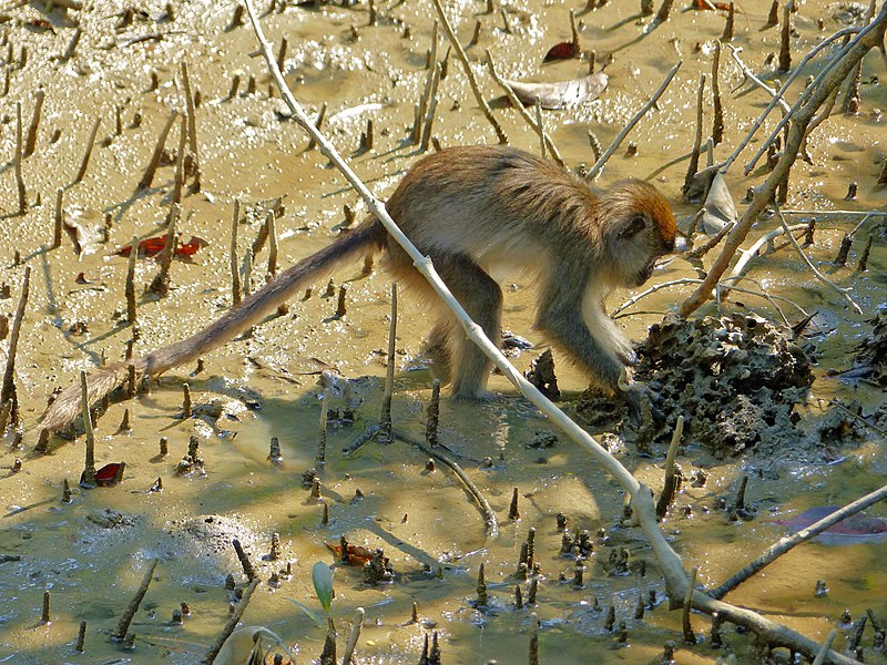 File:Crab-eating Macaque (Macaca fascicularis) looking for food (15573089188).jpg