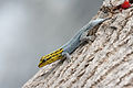 Image 17Dwarf yellow-headed gecko